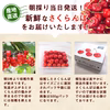 【送料無料】紅王 さくらんぼ 400g｜山形県産 大粒 濃厚な甘さ 希少な新品種