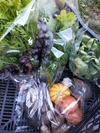 【農薬化学肥料不使用】❅冷蔵❅季節の野菜ミニセット