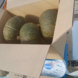 歳越ミニかぼちゃ