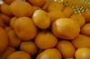【柑橘大好き！】はれひめ＆レモン＆青島ミカン（家用）のセット
