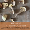 完全国産材料使用　徳島県産　乾燥椎茸80グラム