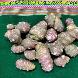 きくいも　菊芋　パチャママ農園　1.5ｋｇ〜