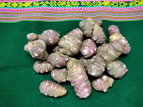 きくいも　菊芋　パチャママ農園　1.5ｋｇ〜