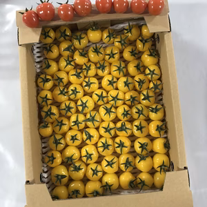 トマト農家が大好きなイエロープチぷよ800gおまけ付き