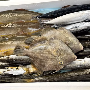 獲れ次第発送！徳島宍喰産！旬の鮮魚BOX！