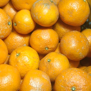 訳あり【農薬不使用】無農薬有田みかん『東北』地域向け