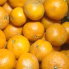 訳あり【農薬不使用】無農薬有田みかん『東北』地域向け