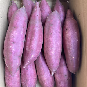 しっとり甘い！熟成シルクスイート　Lサイズ　5キロ