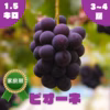 ◯9月上旬販売開始◯【家庭用】ピオーネ・1.5kg・2~4房