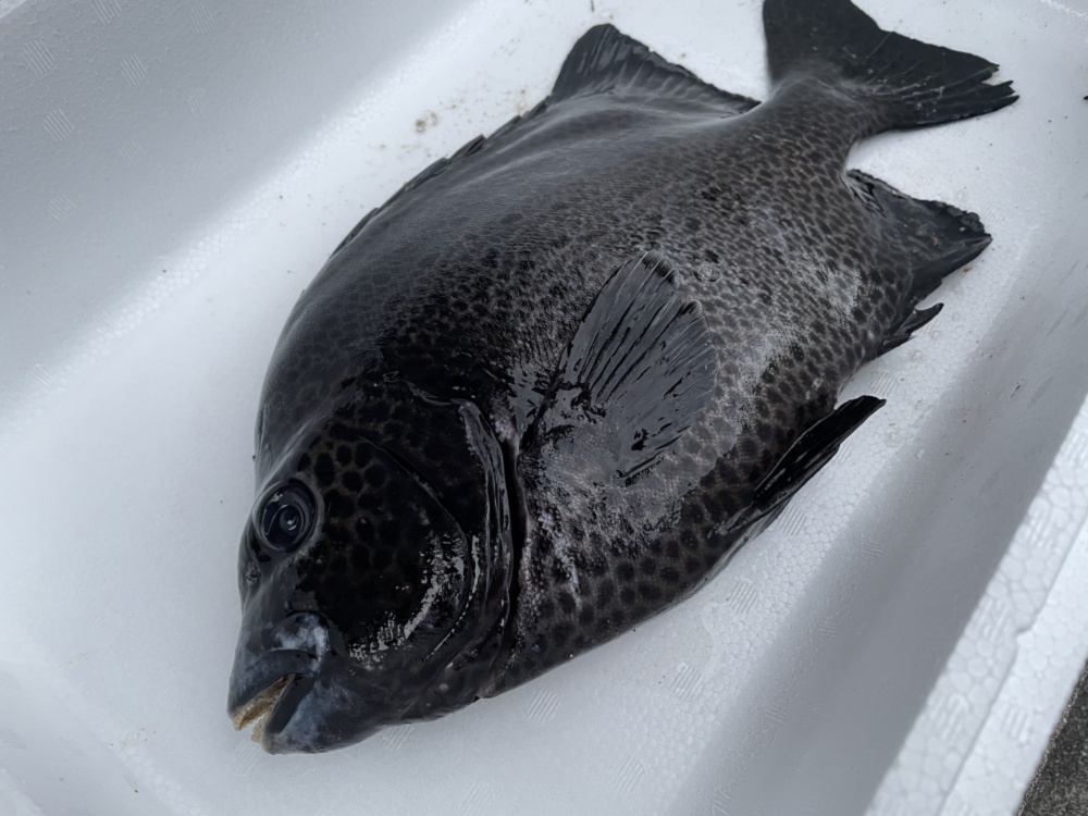 魚突き 鹿児島県竹島のイシガキダイ1 2kg 鱗 下処理済み 農家漁師から産地直送の通販 ポケットマルシェ
