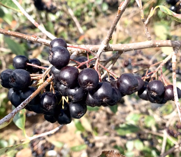 冷凍アロニア《令和7年8月収穫（2025年）北海道厚真町産》　※容器変更しました