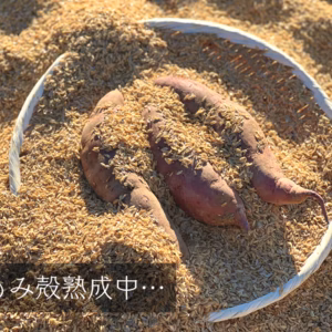 熟成さつまいも☆紅はるか☆3.5kg