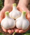 【にんにく農家が食べている】にんにくの王様『白玉王』の“生”にんにく 特大玉