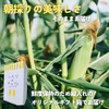 【朝採れ極甘スイートコーン】恵味ゴールド　先行予約2026年8月発送