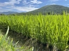 北海道産 特別栽培米(令和4年産)おぼろづき 玄米