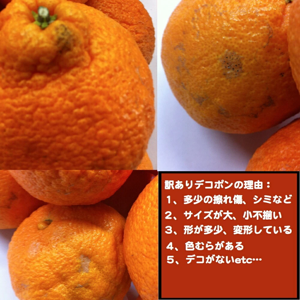 超訳あり！！愛媛県産デコ不知火10kg入（箱込）＊３月上旬発送