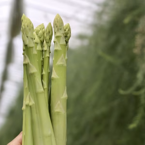やまもと農園の【さぬきのめざめ】L〜3Ｌサイズ500g