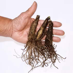 ！現在出荷中！【8年物20本】行者にんにくの苗