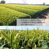 2026年新茶／狭山茶《煎茶》100g【送料一律420円】