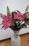 鮮やかな発色をするピンクのユリ♡