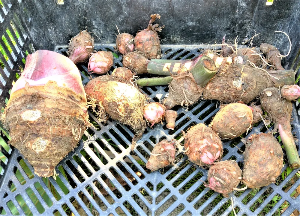 農薬不使用栽培　ホクホク美味しい里芋赤目（セベレス）！