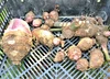 農薬不使用栽培　ホクホク美味しい里芋赤目（セベレス）！