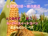 とうもろこし　（スーパースィートコーン）
