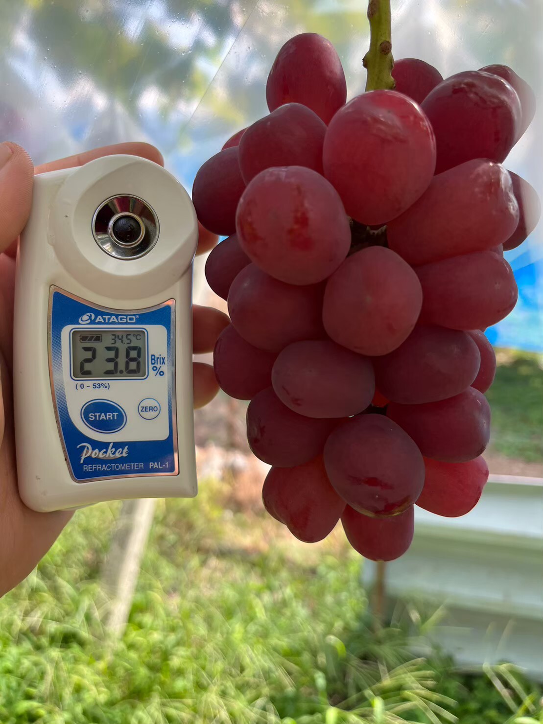 超希少品種】ほんの一握りの生産者しか許されない『富士の輝』2026年9