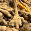 【数量限定】いちょう芋（自然薯系：粘りの強い山芋）