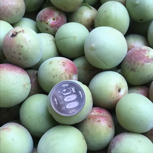 自然栽培の梅　無選別