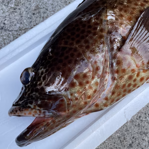 【魚突き】動画あり　ヒトミハタ4.0kg 鱗、内臓処理済