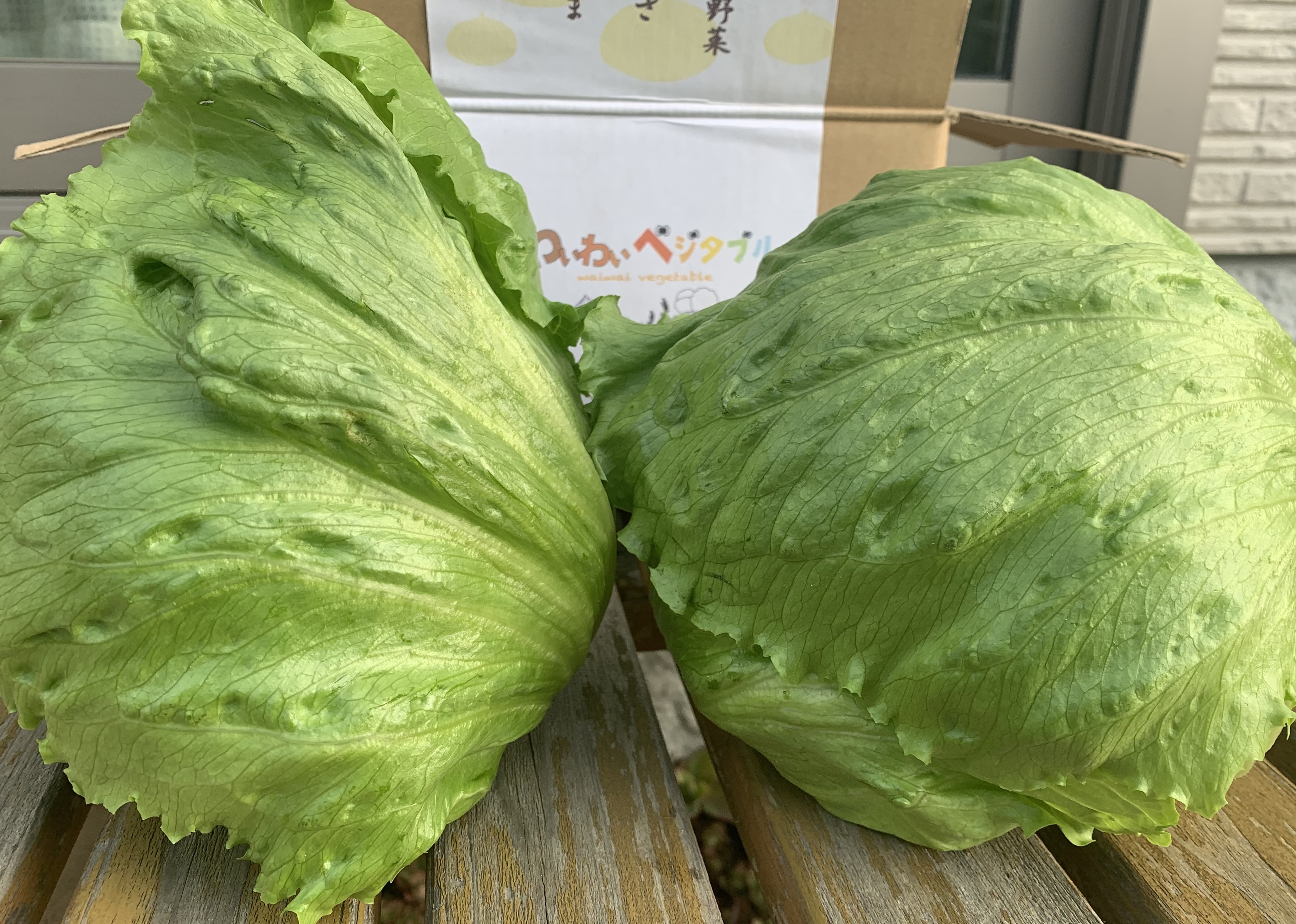 [常温便]シャッキシャキ!みずみずしさが段違い✨淡路島のレタス レタス2玉