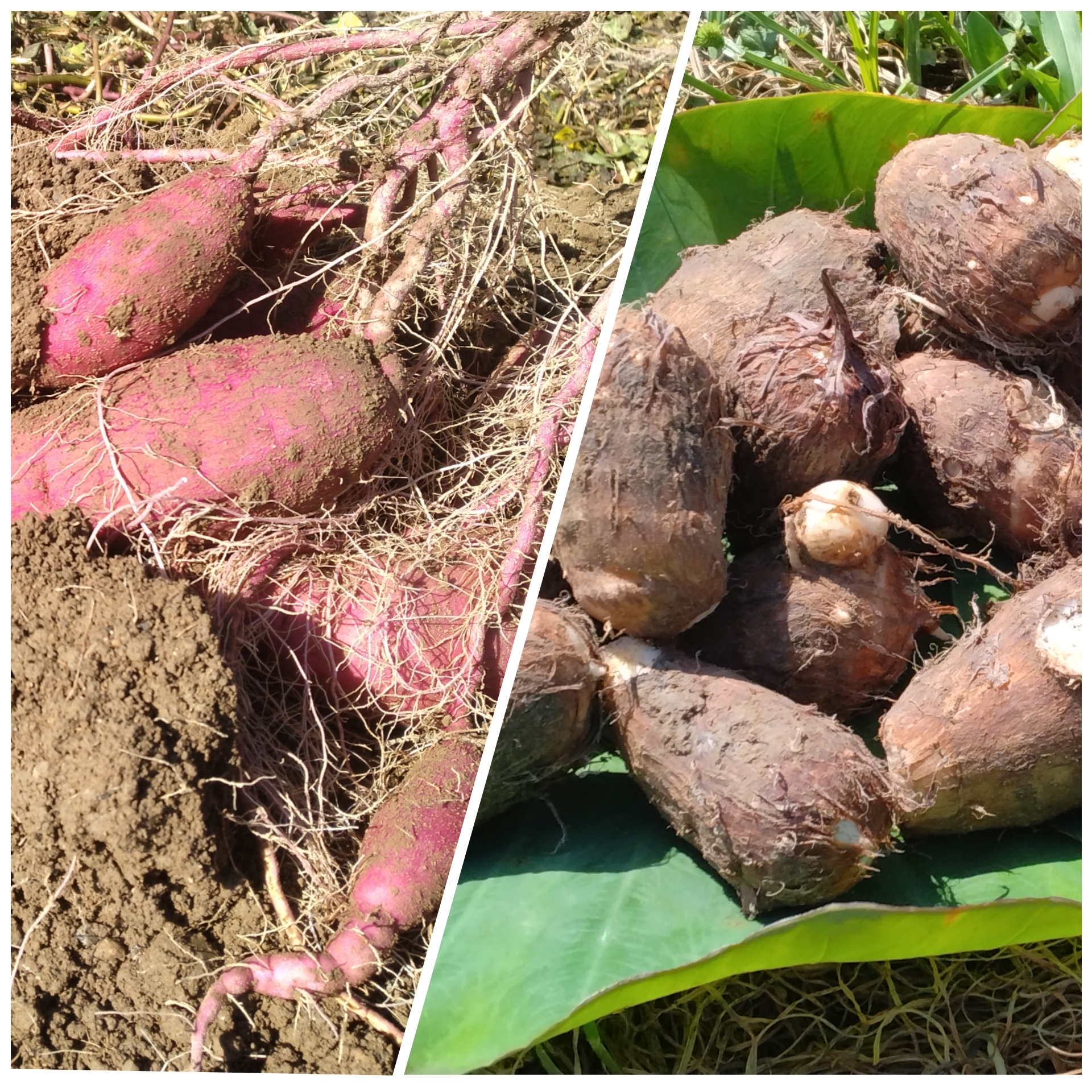 いも芋セット[農薬・化学肥料 不使用] さつまいも1.5kg 里芋500g