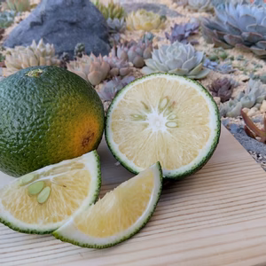 【訳あり】スイ－トスプリング ご家庭用