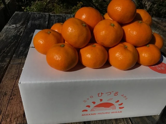 みかん山発！～三ヶ日ひづるみかん早生(LMS混合）