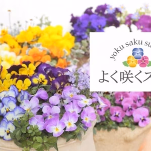 人気の定番★良く咲くスミレミックス★★９センチポット苗
