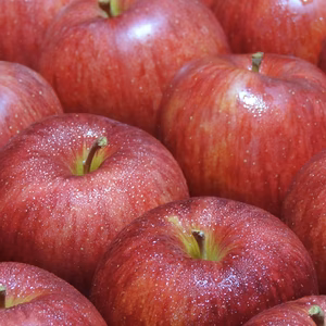 【送料無料】訳ありご家庭用 山形県産りんご シナノスイート