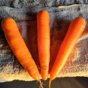 香りよし！甘みよし！今が旬のニンジン！