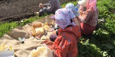 みやむ〜のにんにく。植え付け開始とおばあちゃんパワー