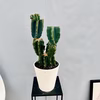 ［在庫］　柱サボテン　鬼面角 ブランチ　6号　観葉植物　室内　多肉植物　ユニーク