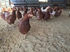 【酵母を与えて育った平飼いたまご20個】酵母飼料で育った鶏の卵