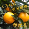甘～い柑橘の４～５種類を食べ比べ！「お楽しみかん」ご家庭用　サイズ混合【999】