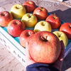【訳アリだからお得】おまかせりんご 家庭用3品種食べ比べ 農薬5割減葉とらず栽培