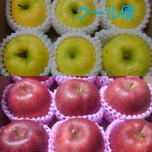 クール便❗️毎月１回お届け✨　旬のりんご 家庭用