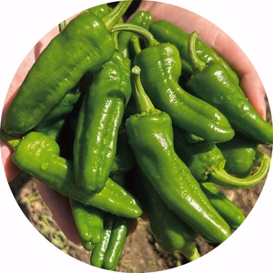 【農薬不使用栽培】パドロン　スペイン野菜　【安心】200g　500ｇ　1kg
