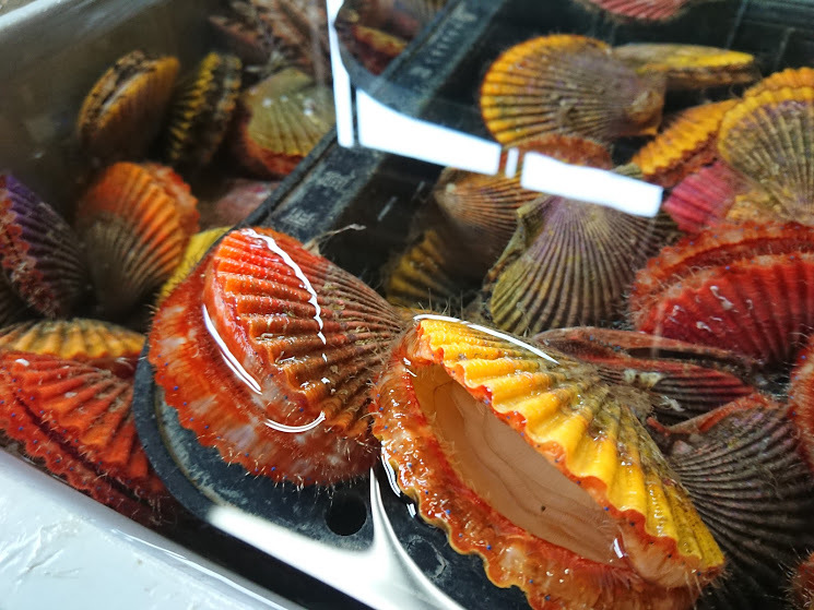 常温便」活ヒオウギ貝70（殻長65～74ミリ）愛媛宇和島産 生きたままお