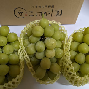 訳あり　シャインマスカット2kg(4〜6房)