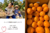 島の早生温州みかん/毎年人気の甘酸っぱいコクうま果実⭐︎