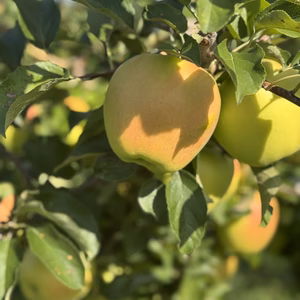【冬ギフト】青森県ぐんま名月！贈答3kg！自然の恵みたっぷり《リピート多数》