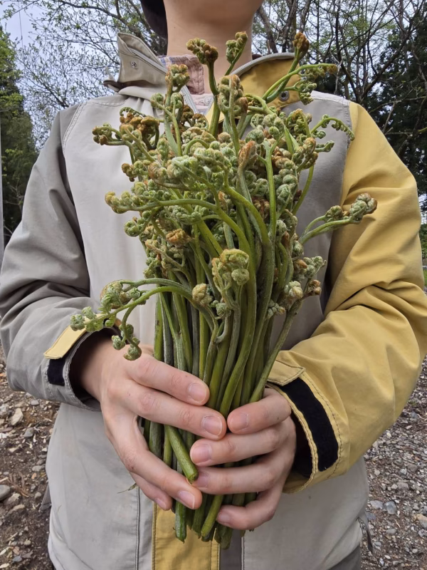 天然モノを朝採りして直ぐ出荷！やみつきになる旨さの雪国わらび500g